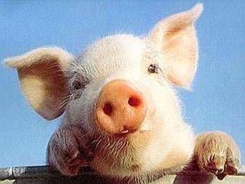 Da Clooney a Peppa Pig, maiali 'da casa' sempre più in voga Da Clooney a Peppa Pig, maiali 'da casa' sempre più in voga