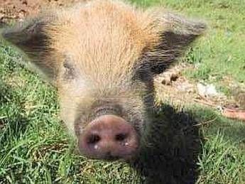 Animali: da Clooney a Peppa Pig, maiali 'da casa' sempre piu' in voga Animali: da Clooney a Peppa Pig, maiali 'da casa' sempre piu' in voga