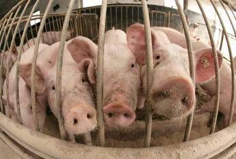 Dal maiale organi di ricambio grazie alla manipolazione del Dna Dal maiale organi di ricambio grazie alla manipolazione del Dna