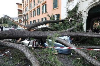 Roma, cade albero al Gianicolo: 2 feriti Roma, cade albero al Gianicolo: 2 feriti