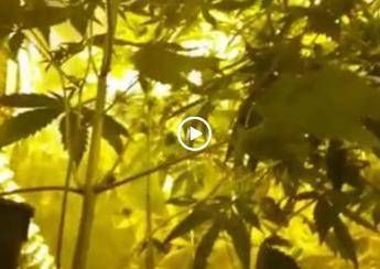 In casa una stanza 'segreta' per coltivare marijuana. A tradirlo la luce accesa 24 h /Video In casa una stanza 'segreta' per coltivare marijuana. A tradirlo la luce accesa 24 h /Video