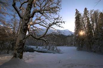 Il meteo sotto l'Albero Il meteo sotto l'Albero
