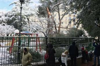 Roma, cade albero su parco bimbi Roma, cade albero su parco bimbi