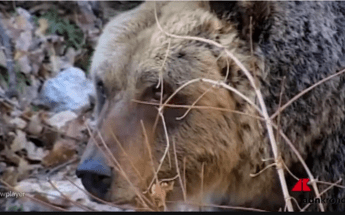 Orsa KJ2, l'abbattimento 'politico' e il mistero dei cuccioli Orsa KJ2, l'abbattimento 'politico' e il mistero dei cuccioli