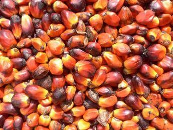 Arriva il primo olio di palma certificato Rspo Next Arriva il primo olio di palma certificato Rspo Next