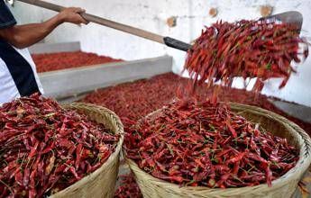 Mangia super peperoncino e finisce in ospedale Mangia super peperoncino e finisce in ospedale