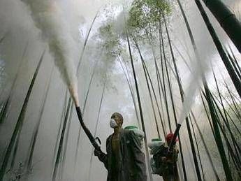 'Bio-pesticidi' al posto di pesticidi chimici tossici per gli agricoltori del Mali 'Bio-pesticidi' al posto di pesticidi chimici tossici per gli agricoltori del Mali