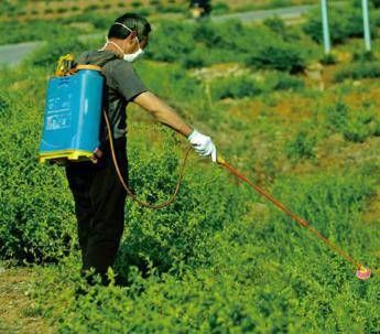 I pesticidi minacciano l'ambiente, l'allarme di Greenpeace I pesticidi minacciano l'ambiente, l'allarme di Greenpeace