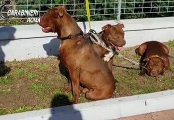 Ferocia pitbull: cagnolino sbranato e dito staccato a padrone Ferocia pitbull: cagnolino sbranato e dito staccato a padrone