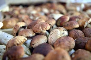 Funghi dai fondi di caffè, l'idea della start up toscana Funghi dai fondi di caffè, l'idea della start up toscana