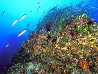 Dalla Posidonia marina più efficienza energetica nella bioedilizia Dalla Posidonia marina più efficienza energetica nella bioedilizia