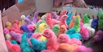 L'orrore dei pulcini colorati per Pasqua /Video L'orrore dei pulcini colorati per Pasqua /Video