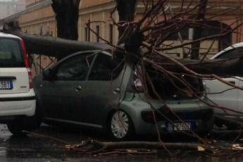 Roma, albero su auto: ferita una donna Roma, albero su auto: ferita una donna