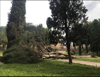 Roma, cade un pino a Castel Sant'Angelo Roma, cade un pino a Castel Sant'Angelo