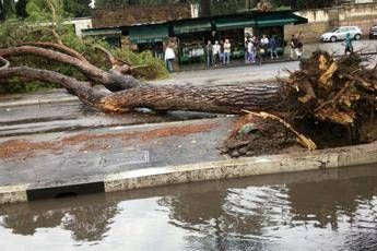 Sos alberi a Roma, schedati in 36mila Sos alberi a Roma, schedati in 36mila
