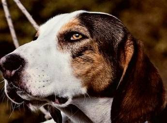 Zsazsù, il pet detective che ritrova cuccioli smarriti Zsazsù, il pet detective che ritrova cuccioli smarriti