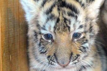 Tigre spedita per posta Tigre spedita per posta