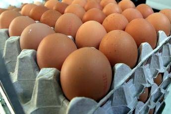 Rischio salmonella, ritirati lotti uova Rischio salmonella, ritirati lotti uova