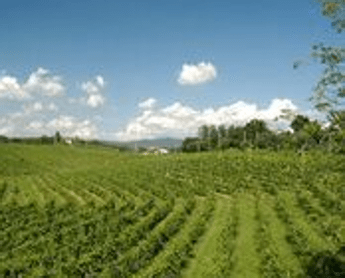 Ad aprile Ecomaratona del Collio-Brda tra Italia e Slovenia Ad aprile Ecomaratona del Collio-Brda tra Italia e Slovenia