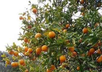 San Valentino in Puglia si festeggia con Terrarancia nel paese dell’amore San Valentino in Puglia si festeggia con Terrarancia nel paese dell’amore