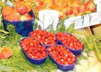 Cia, con Agricommy prodotti agricoli in 'vetrina' mondiale sul web Cia, con Agricommy prodotti agricoli in 'vetrina' mondiale sul web
