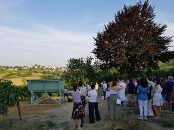 Una panchina gigante tra le vigne di Freisa di Tenuta Tamburnin Una panchina gigante tra le vigne di Freisa di Tenuta Tamburnin