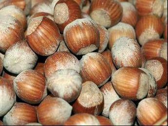 Dai campi di nocciole ai vigneti cercasi personale in Piemonte Dai campi di nocciole ai vigneti cercasi personale in Piemonte