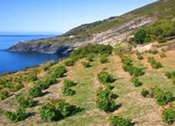 Al via la prima edizione del 'Pantelleria Doc Festival' Al via la prima edizione del 'Pantelleria Doc Festival'