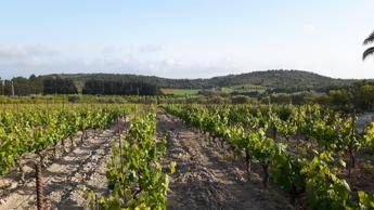 Consorzio tutela vini Doc Sicilia, uve sane e in ottime condizioni Consorzio tutela vini Doc Sicilia, uve sane e in ottime condizioni