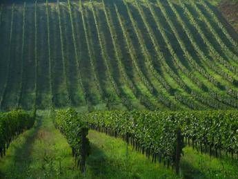 Cia: più ricerca per futuro agricoltura, parola chiave 'innovare' Cia: più ricerca per futuro agricoltura, parola chiave 'innovare'