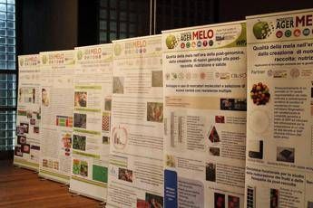 Due mele al giorno tolgono il medico di torno Due mele al giorno tolgono il medico di torno