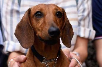 A Roma ad ottobre 'Sausage Walk', arriva l'invasione dei bassotti A Roma ad ottobre 'Sausage Walk', arriva l'invasione dei bassotti