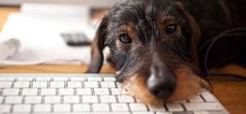 Con il cane in ufficio meno stress più buonumore e più produttività Con il cane in ufficio meno stress più buonumore e più produttività