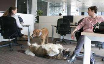 'Mettiamoci la zampa', al via petizione per portare pet in ufficio 'Mettiamoci la zampa', al via petizione per portare pet in ufficio