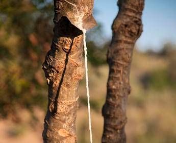 Estate, è tempo di manna: Consorzio lavora per rilancio produzione in Sicilia Estate, è tempo di manna: Consorzio lavora per rilancio produzione in Sicilia