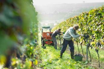 Dal 1 settembre 'Rete' contro il caporalato agricolo: scatta il certificato di qualità Dal 1 settembre 'Rete' contro il caporalato agricolo: scatta il certificato di qualità