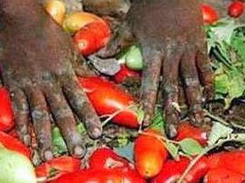 Potenza, individuati centri accoglienza per operai stagionali agricoli Potenza, individuati centri accoglienza per operai stagionali agricoli