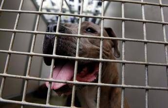 Bambini e anziani aggrediti dai cani/I precedenti Bambini e anziani aggrediti dai cani/I precedenti