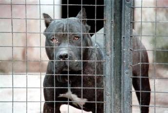 Morsa da un pitbull, bambina di 3 anni perde una gamba Morsa da un pitbull, bambina di 3 anni perde una gamba