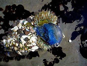 Avvistata chiazza iridescente nel golfo di Oristano, non è olio ma meduse Avvistata chiazza iridescente nel golfo di Oristano, non è olio ma meduse