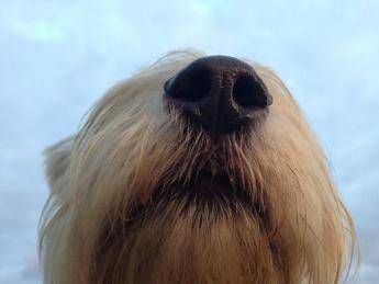 Il veterinario è online, arriva il servizio a portata di click Il veterinario è online, arriva il servizio a portata di click