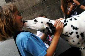 Il tuo cane ti lecca? Ecco cosa rischi Il tuo cane ti lecca? Ecco cosa rischi