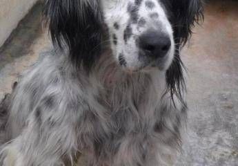 Trovati due cani morti nella stiva di un traghetto al porto di Ancona Trovati due cani morti nella stiva di un traghetto al porto di Ancona