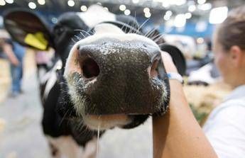 Mucca in fuga, la Lav diffida il sindaco di Vinci dall'abbattimento Mucca in fuga, la Lav diffida il sindaco di Vinci dall'abbattimento