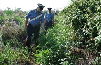 Scoperta piantagione di cannabis nel palermitano, in manette 58enne col pollice verde Scoperta piantagione di cannabis nel palermitano, in manette 58enne col pollice verde