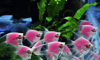 Bielorussia, arrestato con 9 kg di diamanti: Servono come ghiaia per l'acquario Bielorussia, arrestato con 9 kg di diamanti: Servono come ghiaia per l'acquario