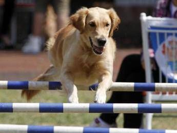 Dalla corsetta sul tapis roulant a un programma personalizzato, negli Usa nasce la prima palestra per cani Dalla corsetta sul tapis roulant a un programma personalizzato, negli Usa nasce la prima palestra per cani