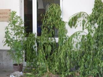 Tra i pomodori coltivava piante di marijuana alte due metri, arrestato Tra i pomodori coltivava piante di marijuana alte due metri, arrestato