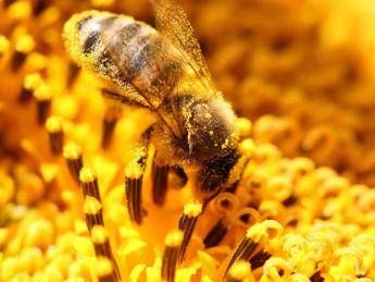 Pesticidi neonicotinoidi nocivi per le api, Greenpeace: estendere la messa al bando Pesticidi neonicotinoidi nocivi per le api, Greenpeace: estendere la messa al bando