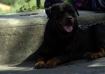 Bimba azzannata da rottweiler, operata: è fuori pericolo Bimba azzannata da rottweiler, operata: è fuori pericolo
